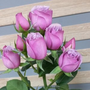 сиреневая кустовая роза2