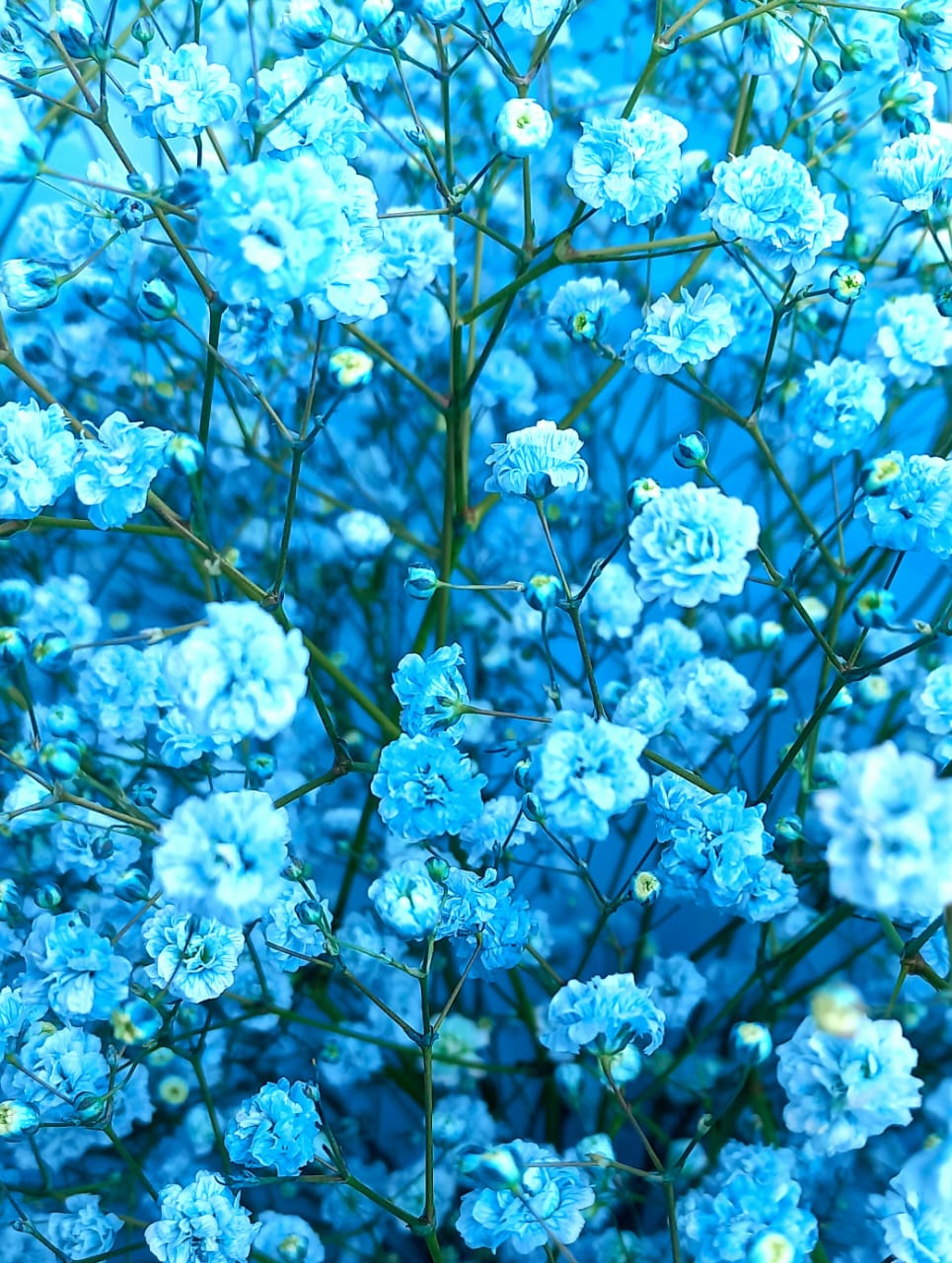 Голубая лагуна