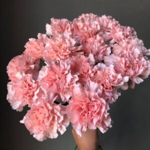Кружевные диантусы